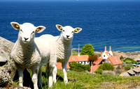 Sheeps on top of Gudhjem, Bornholm
