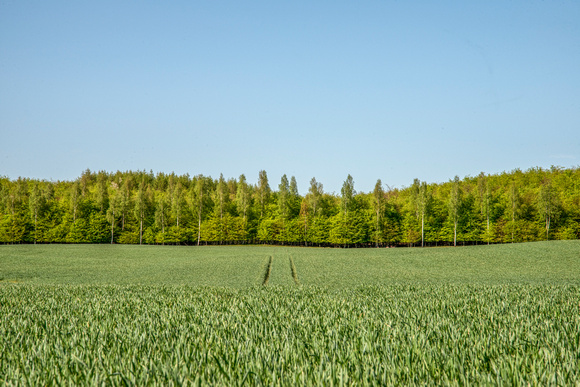 field and forest - Bornholm by Anders Beier
