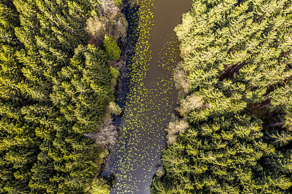 Rø Plantage from above - Bornholm by Anders Beier